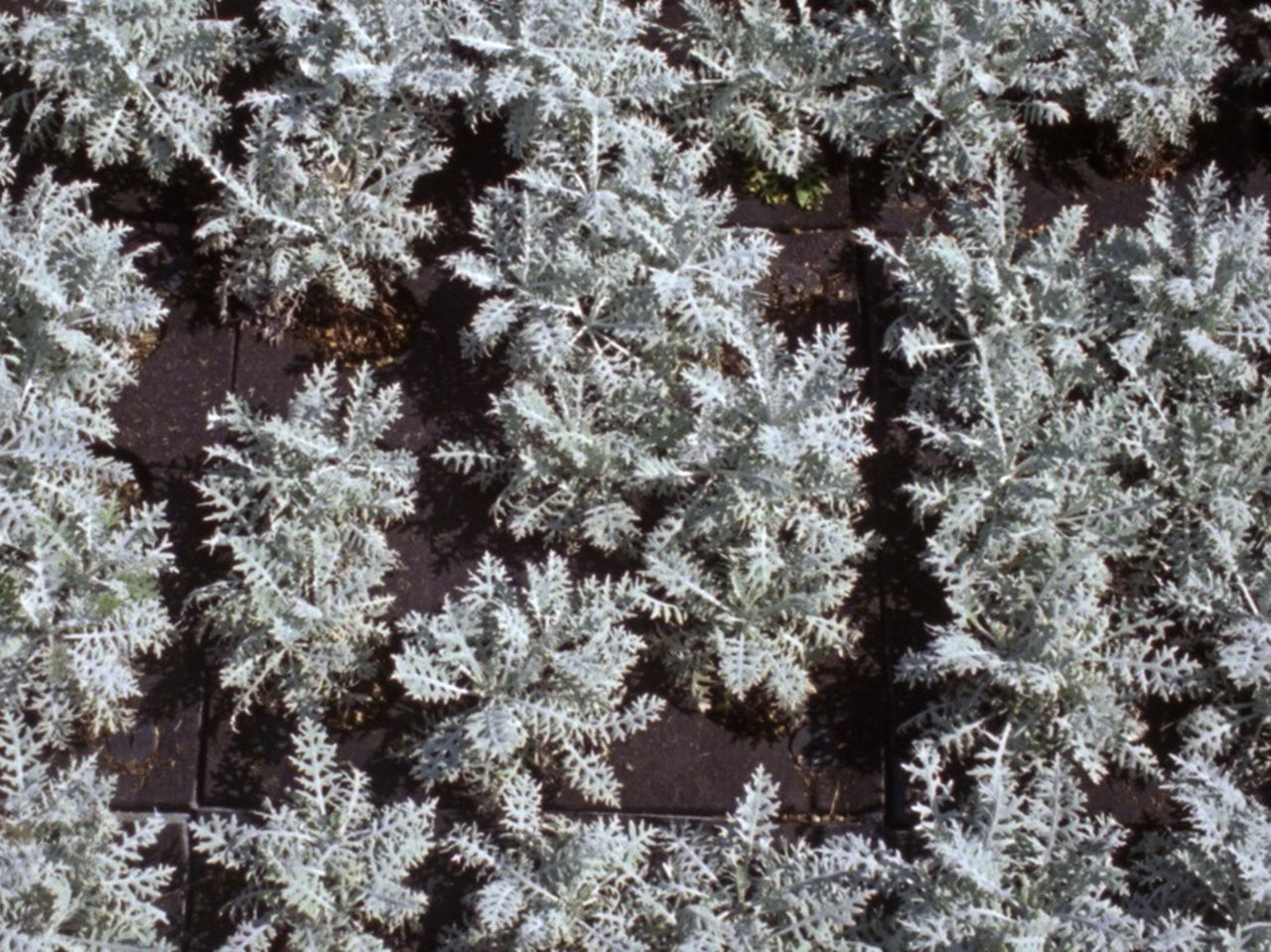 Shirin Sabahi, Casino Blooms, 2026